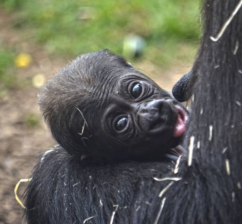 El bebé gorila Pepe - marzo 2018 - BIOPARC Valencia 2 semanas de vida 