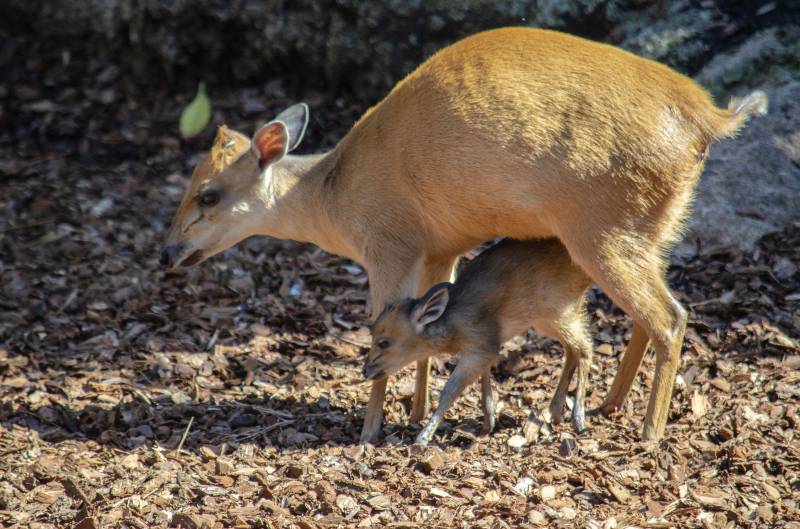 Cría de duiker rojo de Natal - BIOPARC Valencia