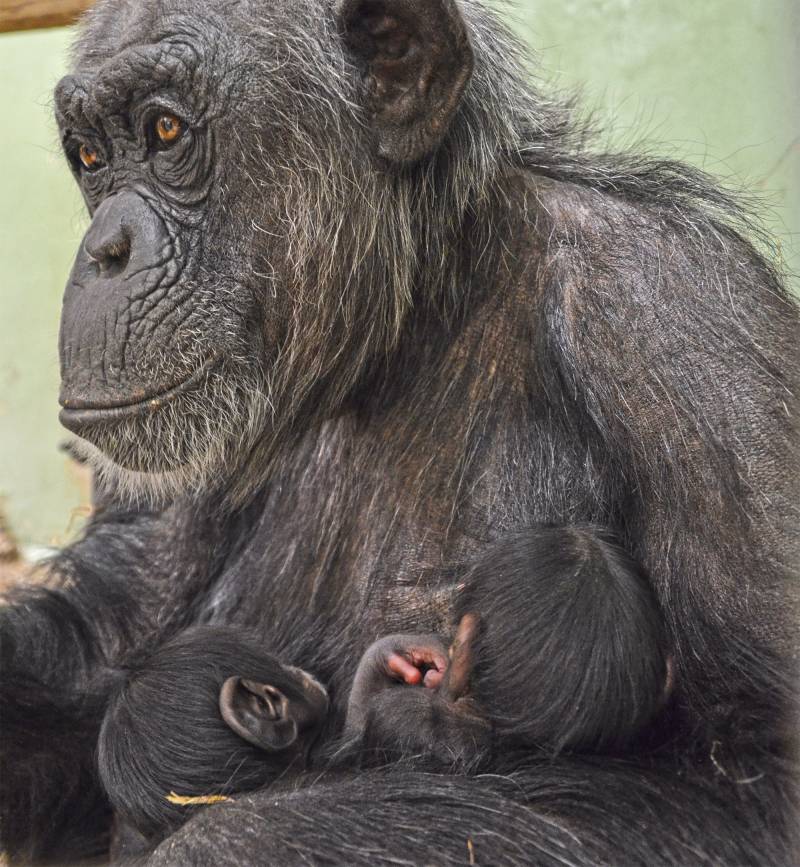 La hembra Malin y sus dos bebés - instalación interior BIOPARC Valencia - nacimiento de mellizos de chimpancés