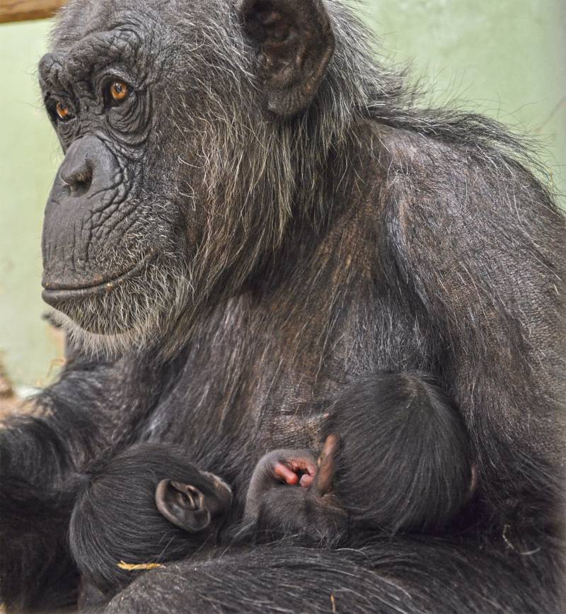La hembra Malin y sus dos bebés - instalación interior BIOPARC Valencia - nacimiento de mellizos de chimpancés La hembra Malin y sus dos bebés - instalación interior BIOPARC Valencia - nacimiento de mellizos de chimpancés