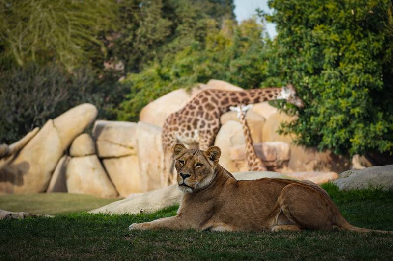 BIOPARC Valencia - leona y jirafa