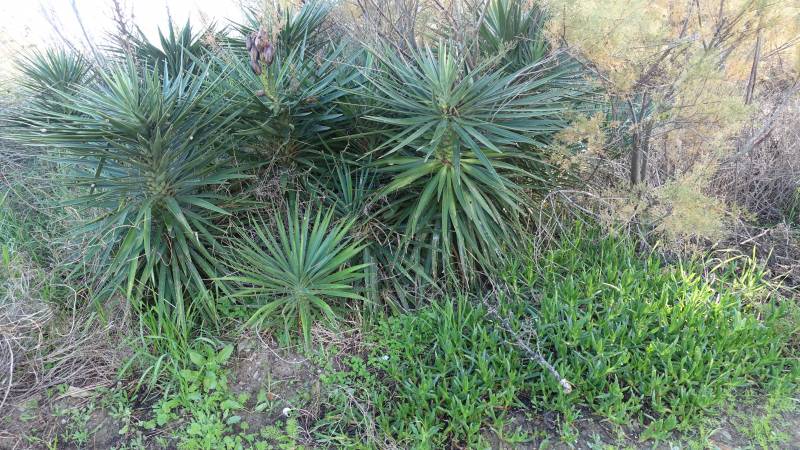 Plantas alóctonas