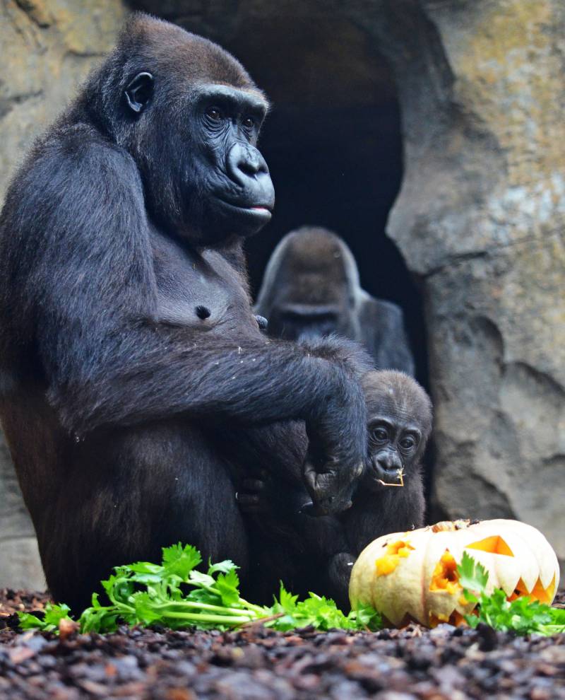 BIOPARC Valencia - Halloween 2018 - familia de gorilas