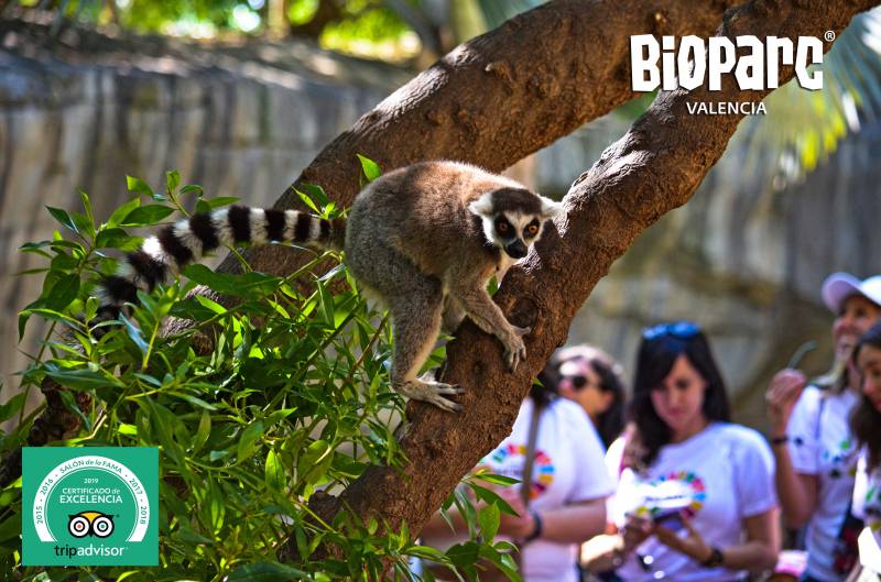Visitantes en la isla de Madagascar de BIOPARC Valencia - certificado excelencia TripAdvisor 2019