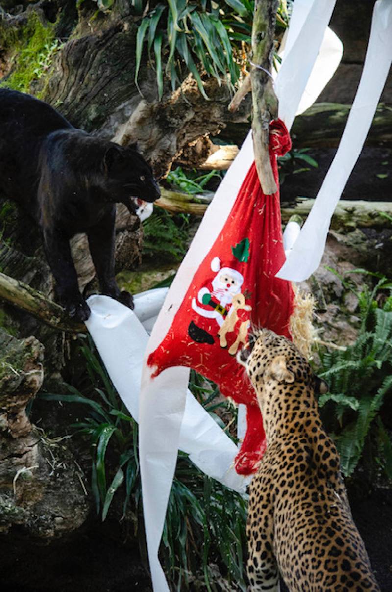 Diciembre 2019 - BIOPARC Valencia - Papá Noel lleva regalos para los animales - leopardos