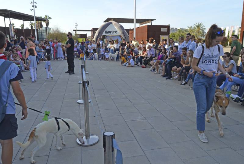 Desfile Aupa BIOPARC Valencia - mayo 2017