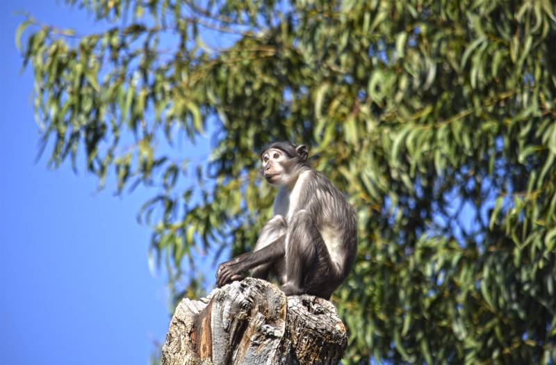 BIOPARC Valencia - nueva mangabey - 2019