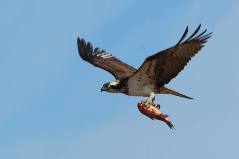 Águila pescadora // Pablo Vera