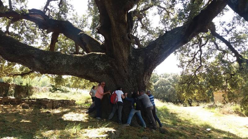 Carrasca de Culla, catálogo de árboles