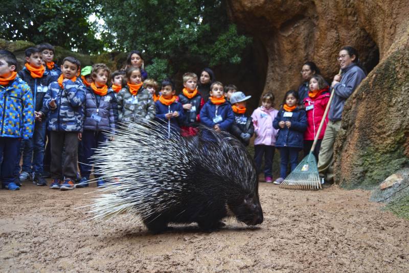 Expedición África Navidad 2018 - BIOPARC Valencia - puercoespines