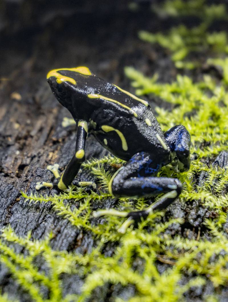 Dendrobates Tinctorius Alanis BIOPARC Valencia Dendrobates Tinctorius Alanis BIOPARC Valencia