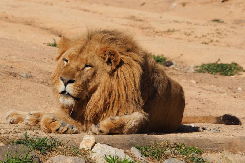 Lisbon Zoo - Lion 