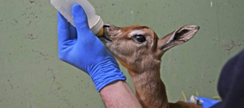 Cría de gacela Mhorr recién nacida en Bioparc Valencia