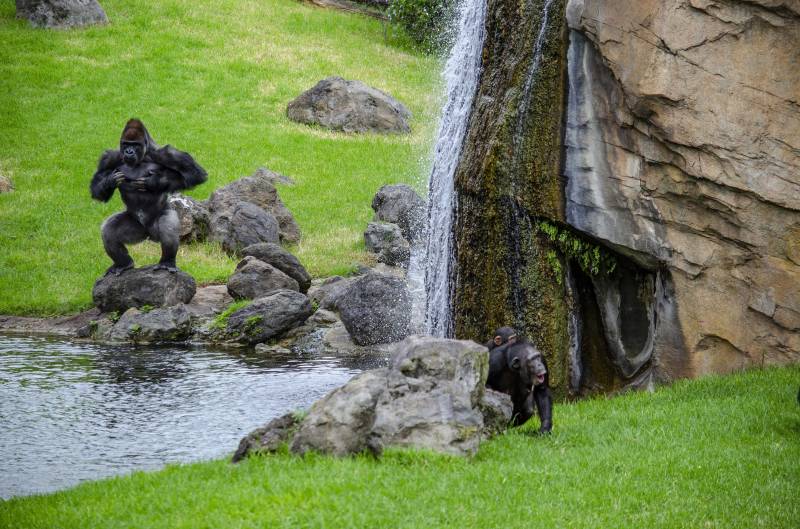 Grandes primates en BIOPARC Valencia - gorila y chimpancés