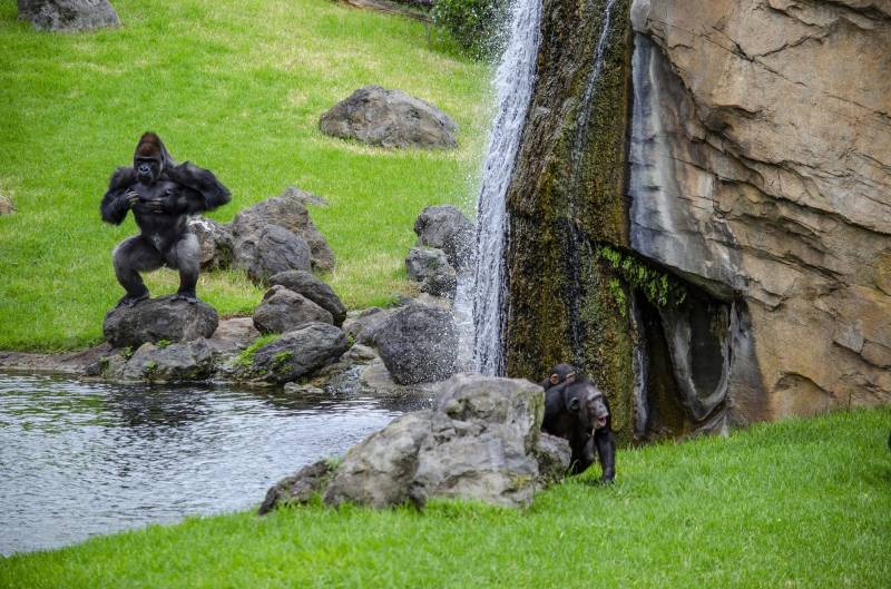 Grandes primates en BIOPARC Valencia - gorila y chimpancés Grandes primates en BIOPARC Valencia - gorila y chimpancés