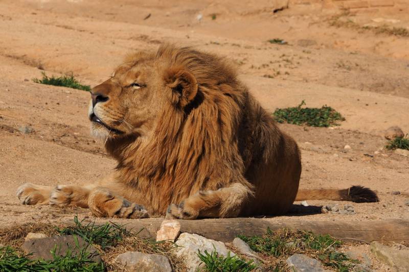 Lisbon Zoo - Lion 