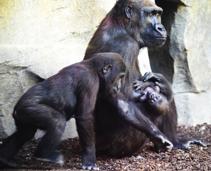 Gorilas en BIOPARC - El nuevo bebé se llama Félix - abril 2019