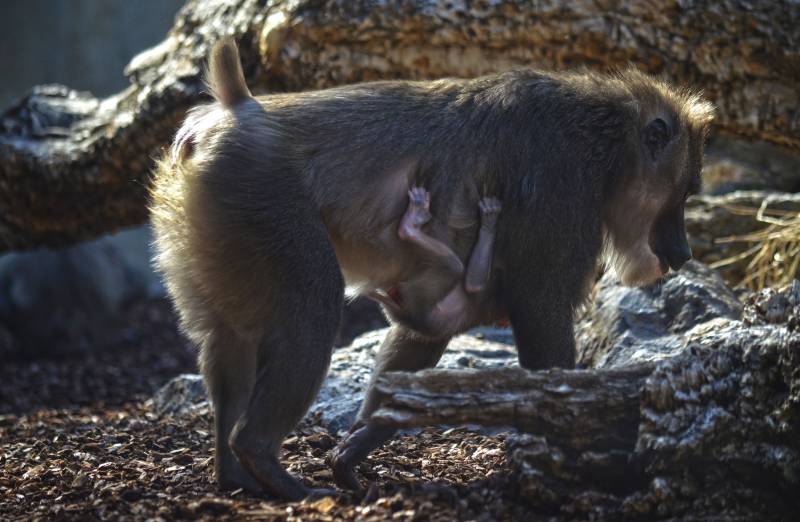 Mayo 2018 - Nace una nueva cría de dril en BIOPARC Valencia 