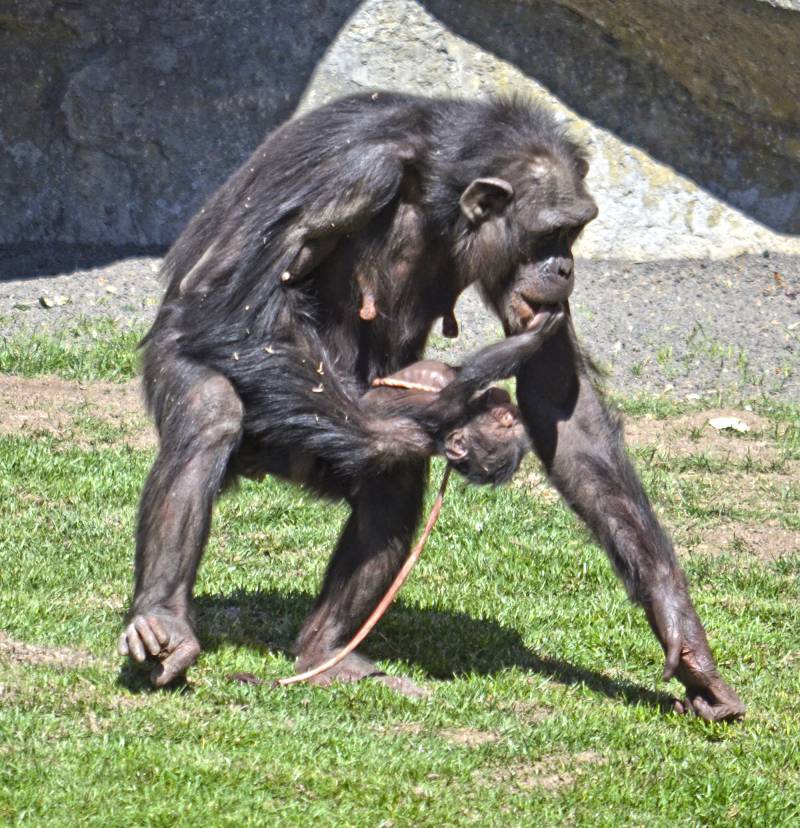 Primavera 2018 - Nace una cría de chimpancé en BIOPARC Valencia