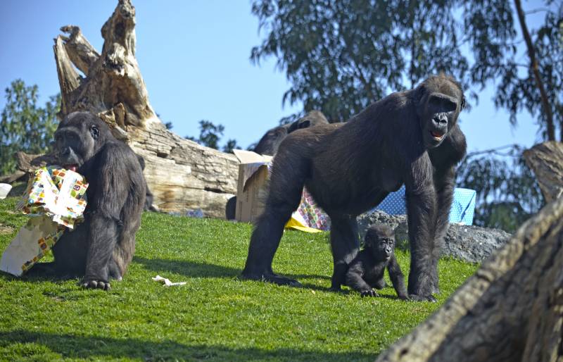 10º ANIVERSARIO BIOPARC VALENCIA - familia de gorilas