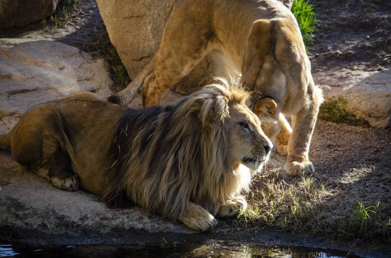 Los dos leones en Bioparc. EPDA.