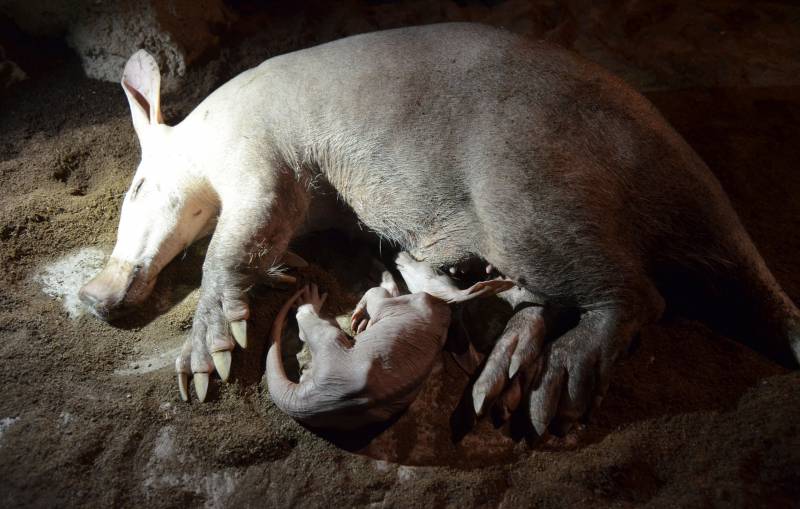 Primavera 2019 - Nace una nueva cría de oricteropo en BIOPARC Valencia Primavera 2019 - Nace una nueva cría de oricteropo en BIOPARC Valencia