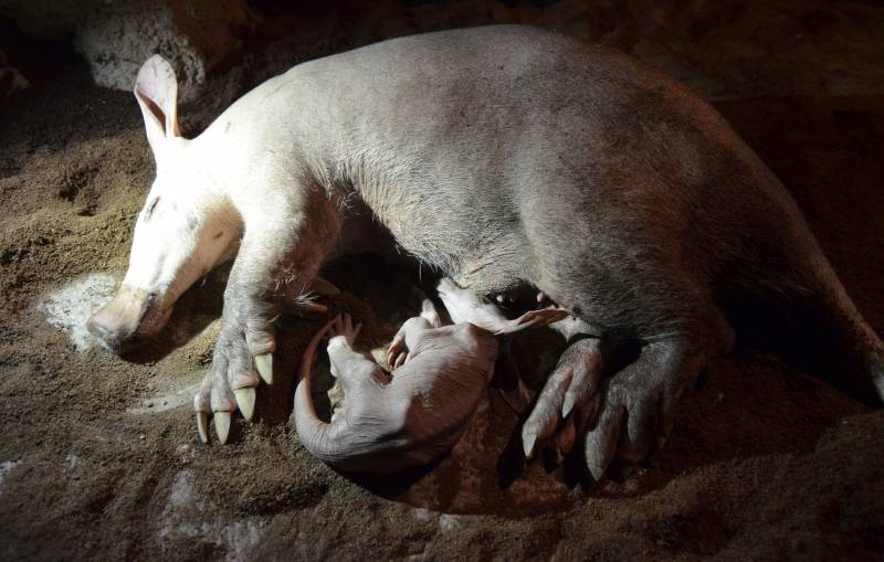 Primavera 2019 - Nace una nueva cría de oricteropo en BIOPARC Valencia