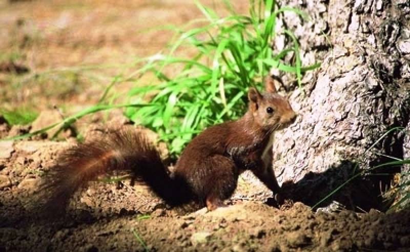 Una ardilla en una imagen de archivo. EPDA