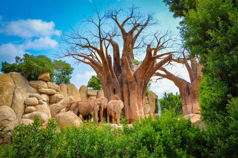 Elefantes en la sabana africana de BIOPARC Valencia - 2019