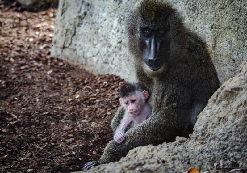 Septiembre 2019 - Nacen 2 crías de dril BIOPARC Valencia