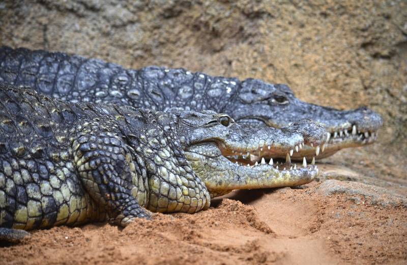 Taren y Dalila los nombres elegidos para las hembras de cocodrilos del NIlo de BIOPARC Valencia