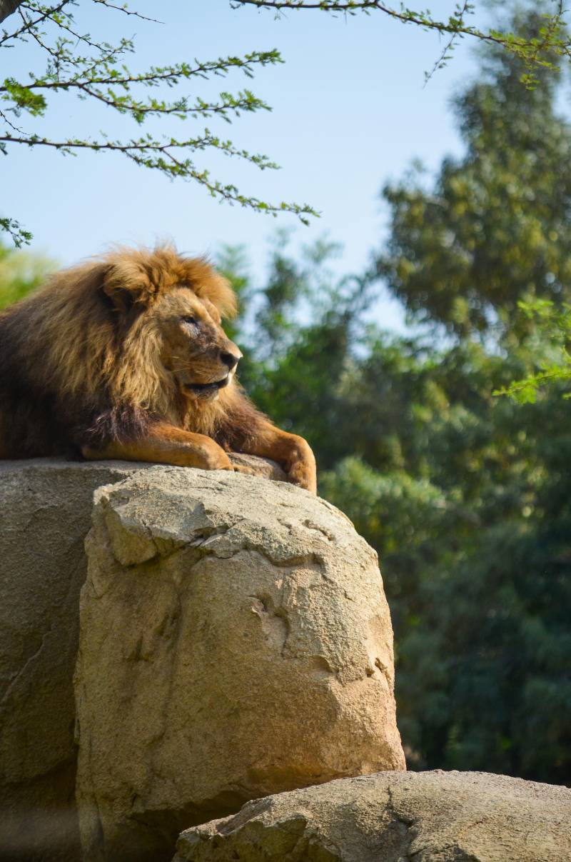 León Teimoso BIOPARC Valencia - julio 2019 