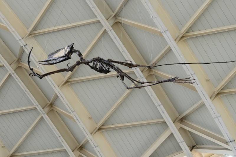 Reptil volador pterodáctilo