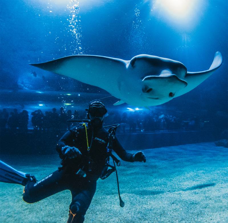 Autoridades visitando el oceanográfico. //viu valència