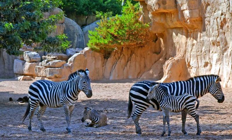 Potros cebras Bioparc