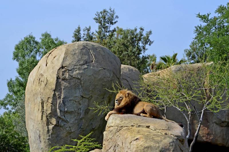 El león Teimoso en BIOPARC Valencia