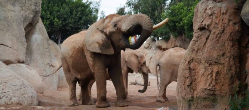 Elefantes en Bioparc