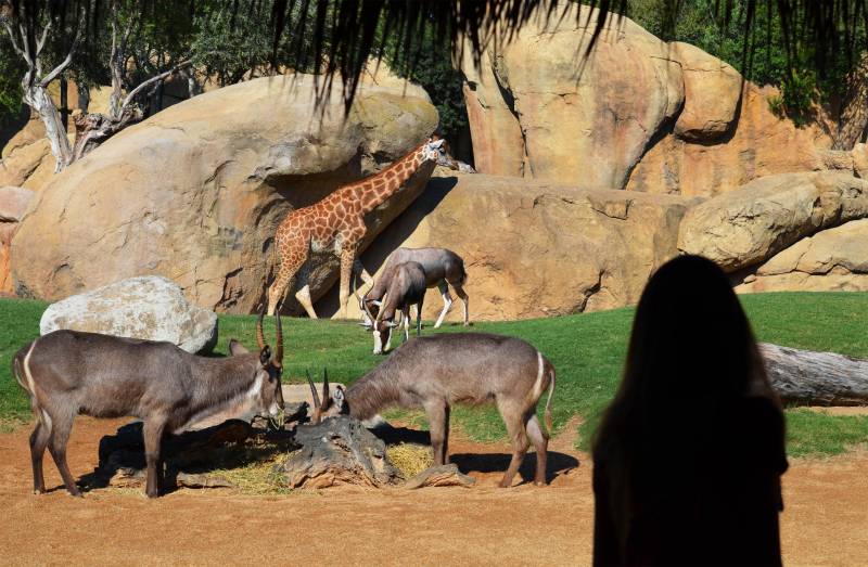 Visitante en la sabana africana de BIOPARC Valencia - verano 2018