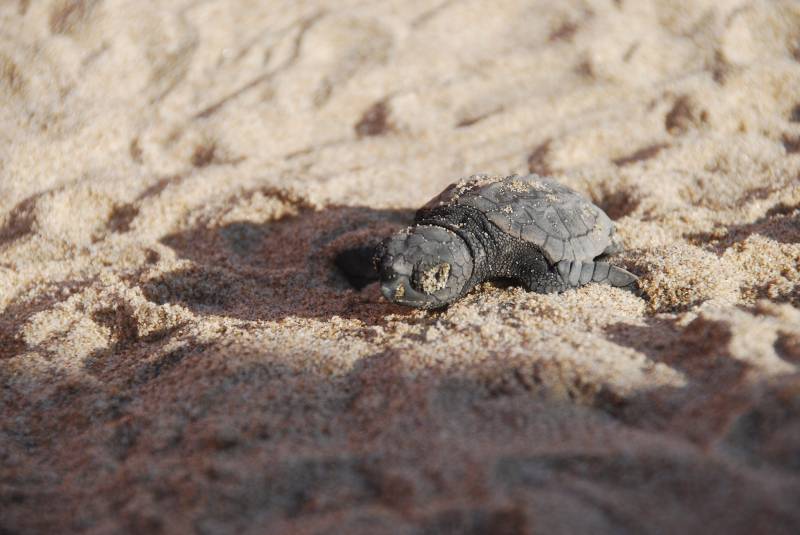 Tortugas marinas