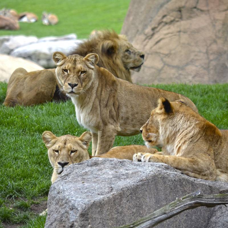 Manada de leones en BIOPARC Valencia - primavera 2019