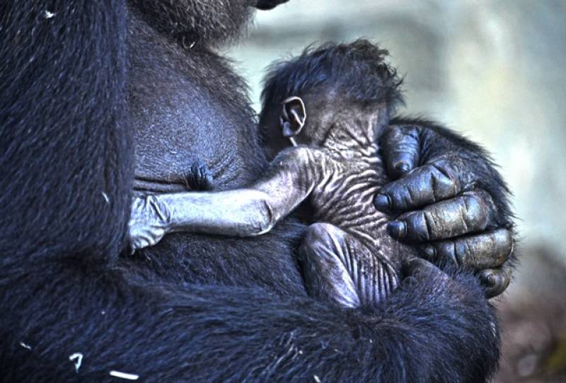 8 marzo - bebé gorila recién nacido BIOPARC Valencia 