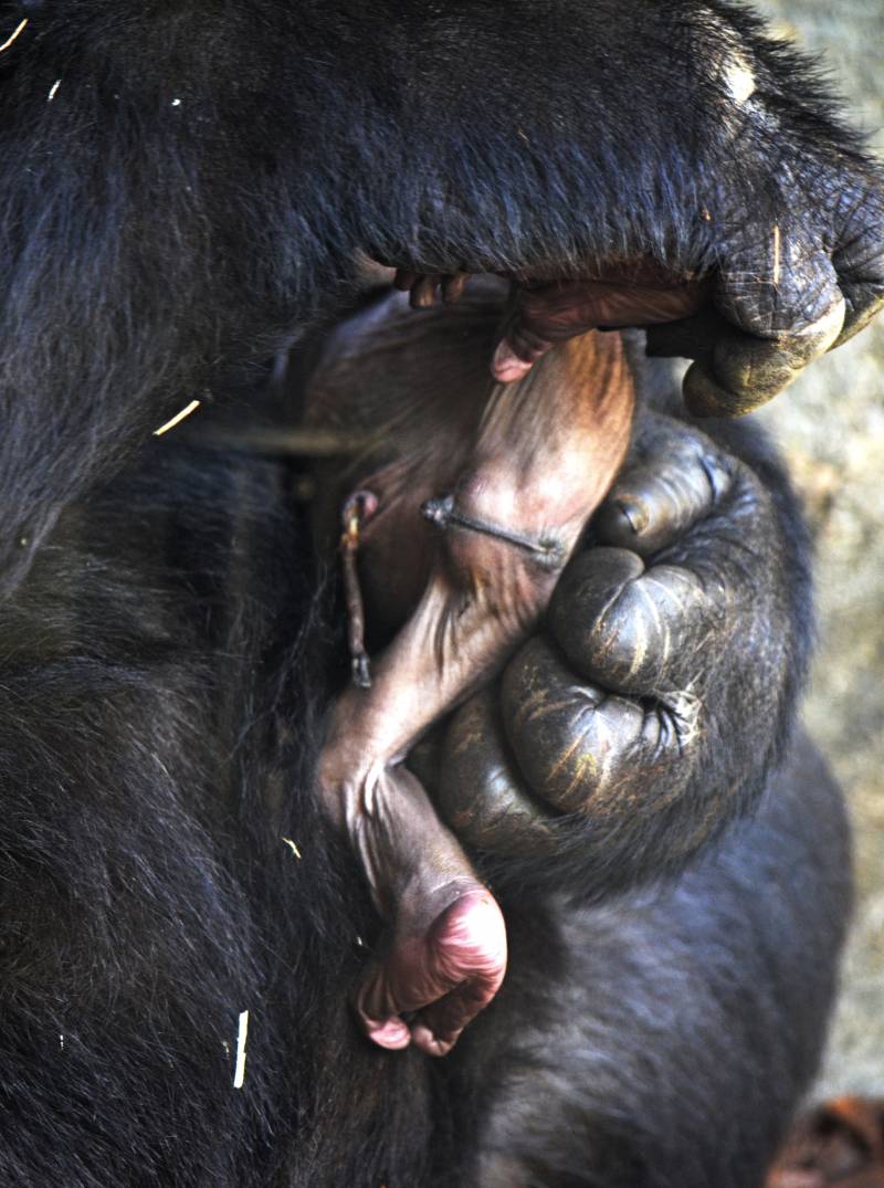El sexo del bebé gorila recién nacido BIOPARC Valencia - marzo 2018 