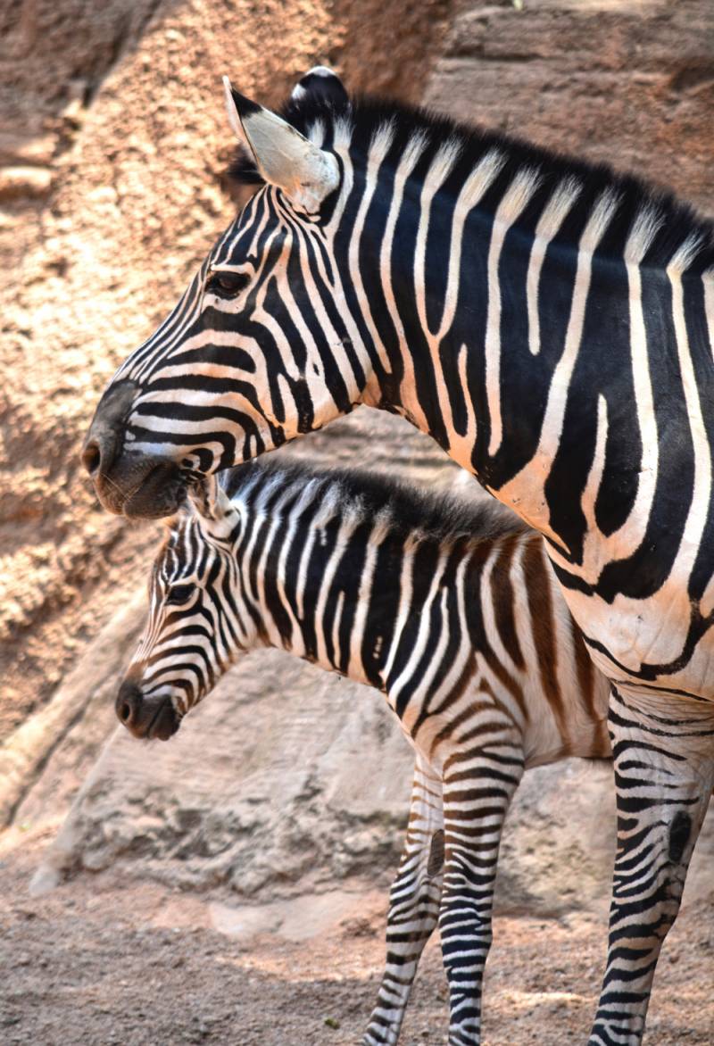 Cebras - madre y potro nacido 10 julio - verano 2018 - BIOPARC Valencia