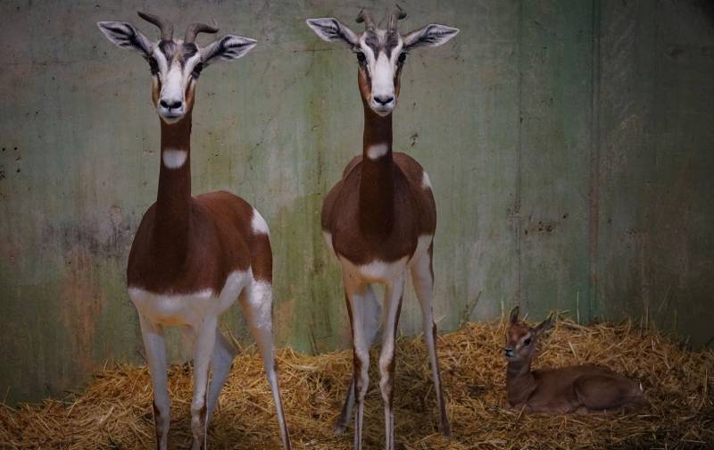 Gacelas Mhorr - nueva cría en la manada - diciembre 2019 - BIOPARC Valencia