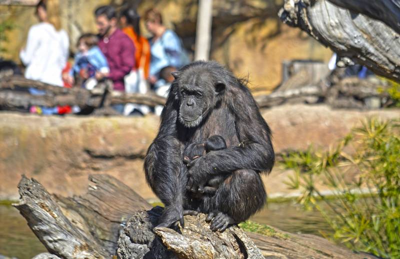 Febrero 2019 - La hembra Malin y sus dos mellizos - chimpancés - BIOPARC Valencia
