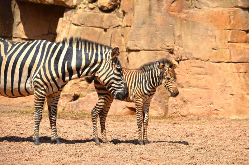 CEBRAS - La Niña y Milagritos - la cebra rescatada por los cuidadores de BIOPARC Valencia