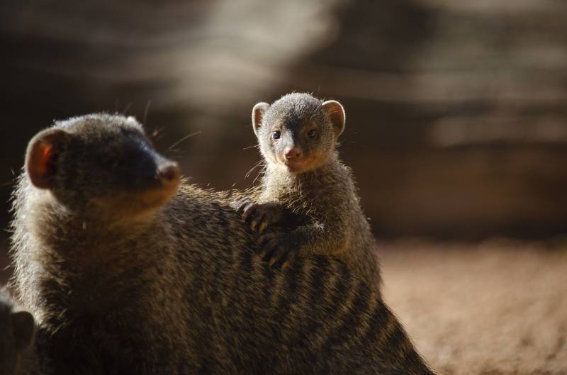 Septiembre 2019 - Nuevas crías de mangosta rayadas - BIOPARC