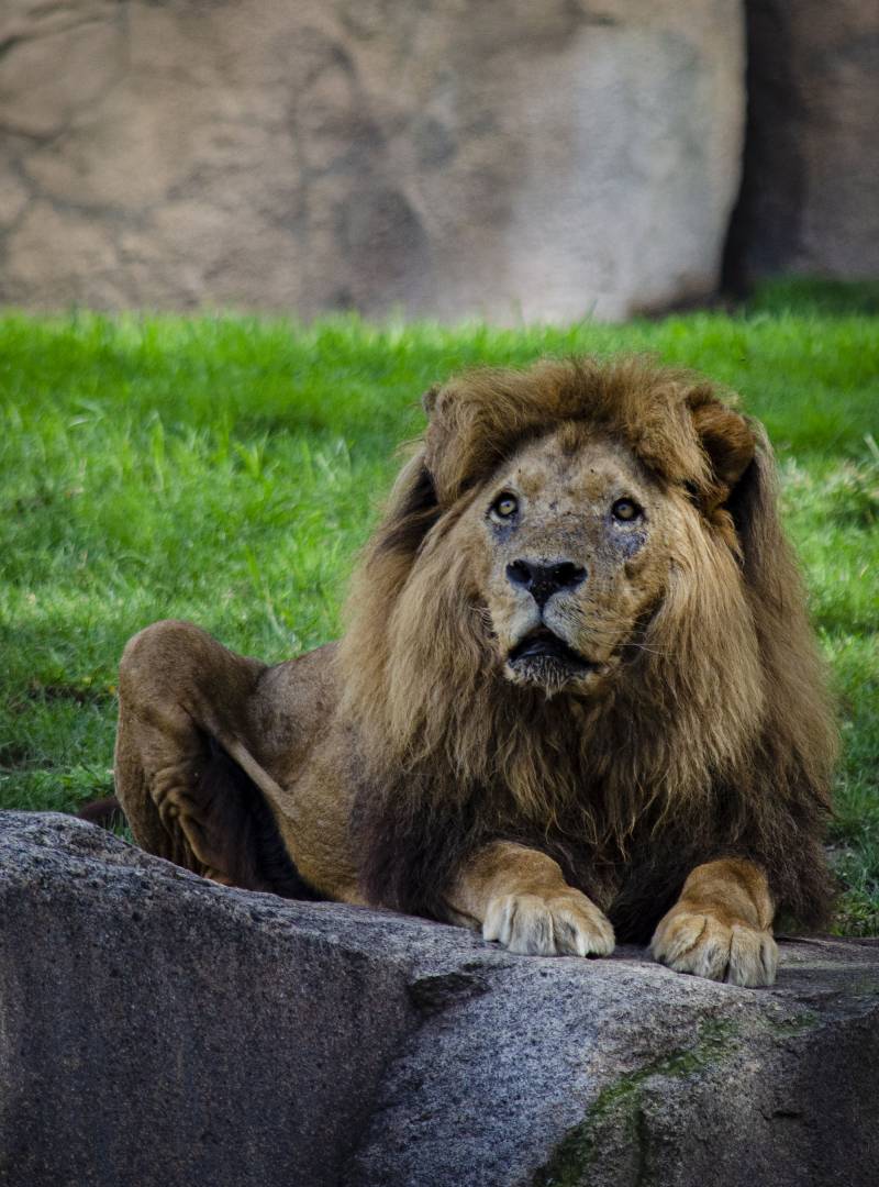 Agosto 2019 - BIOPARC Valencia - El león Teimoso