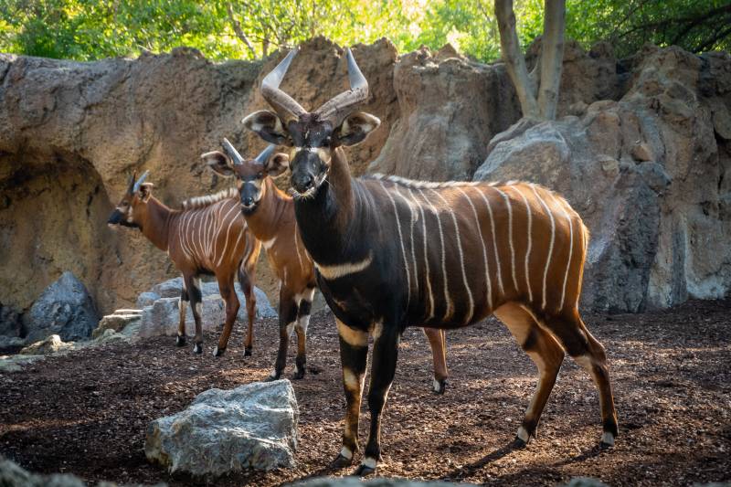 Elefantes refrescándose en el agua del Bioparc. EPDA