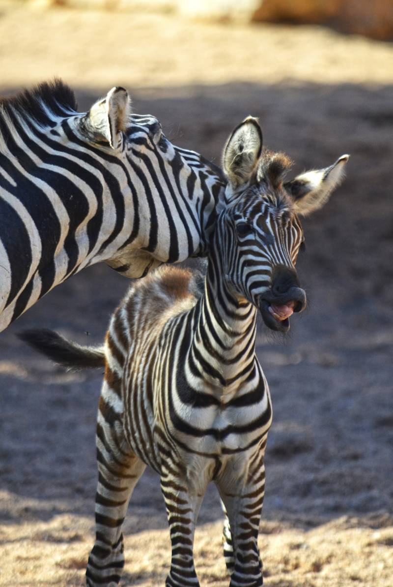 Nace la tercera cebra de 2018 en BIOPARC Valencia - madre y potro